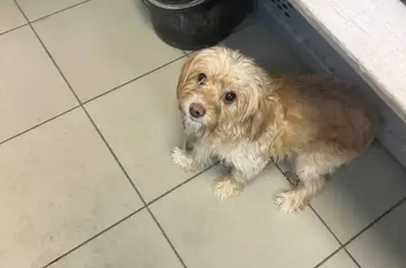 Найдена собака, Буревестник, фото: Собака найдена: ул. Гагарина, 8, Буревестник