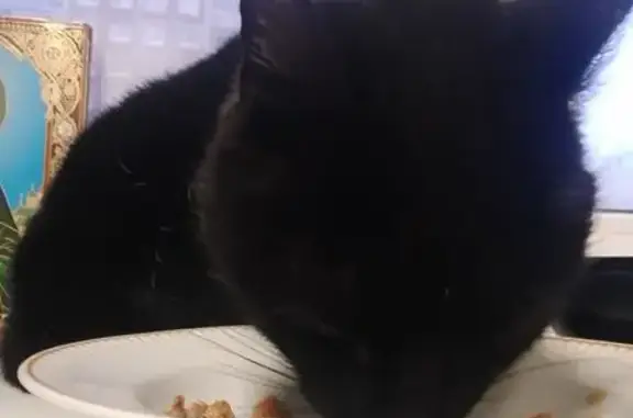 Найдена кошка, Санкт-Петербург, фото: Найдена кошка, пр. Ударников 15 к2, СПб