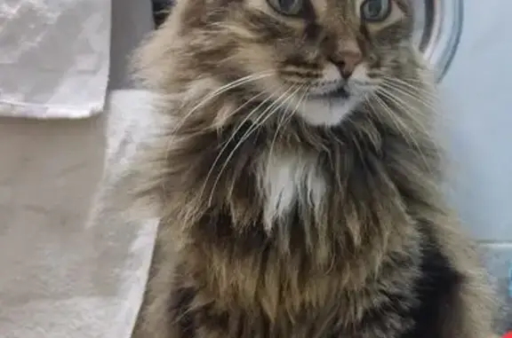 Пропала кошка на ул. Гагарина, Чебоксары - photo