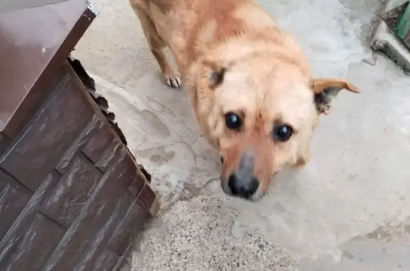 Объявления о пропавших и найденных животных, Кузнечиха, фото: Пропала собака, Кузнечиха, ул. Мечтателей