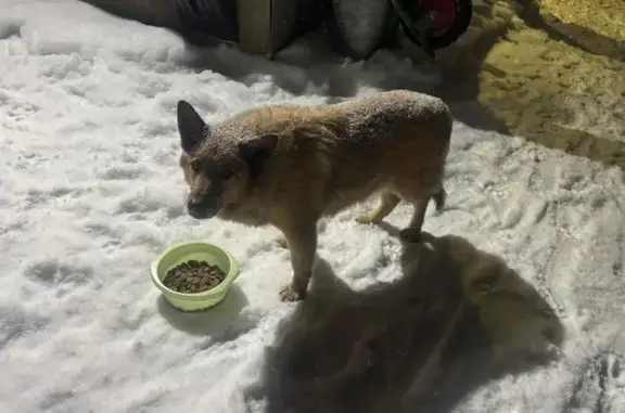 Найдена собака, Гончаровское, фото: Найдена собака, Гончаровское с/п, 41К-084