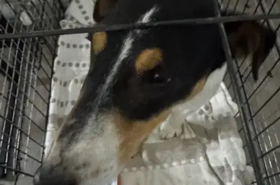 Объявления о пропавших и найденных животных, Тихорецк, фото: Найдена собака, Тихорецк, Парковый