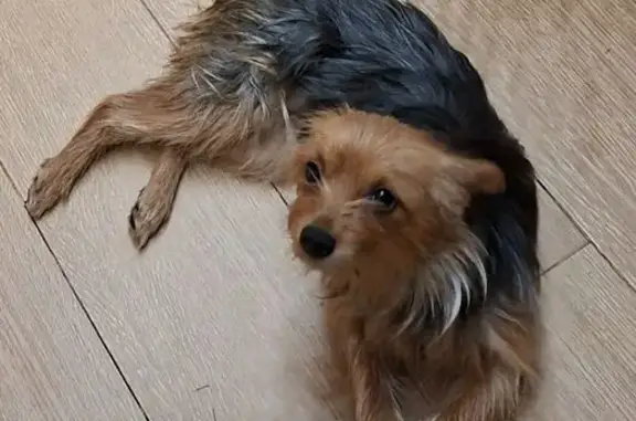 Найдена собака, Лысцево, фото: Найдена собака в Лысцево, МО