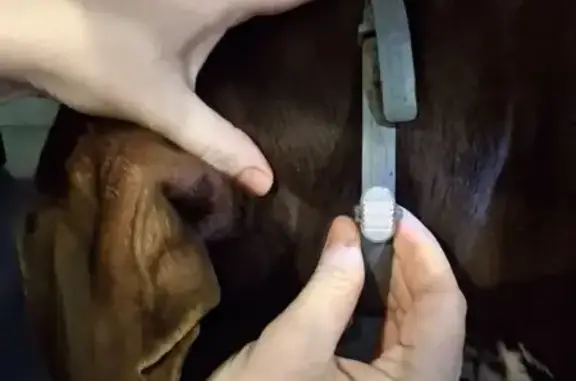 Объявления о пропавших и найденных животных, Кострома, фото: Собака найдена: Прибрежная ул., Кострома