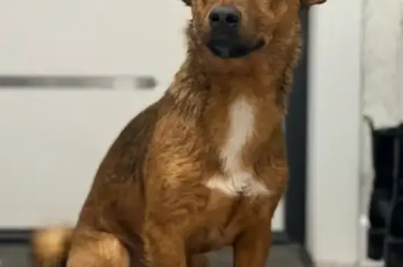 Найдена собака, Кемерово, фото: Найдена собака, ул. Серебряный Бор, 4