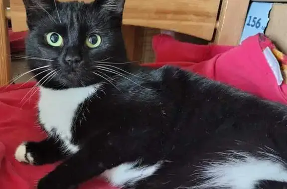 Найдена кошка, Орёл, фото: Кошка найдена, ул. Металлургов, Орёл