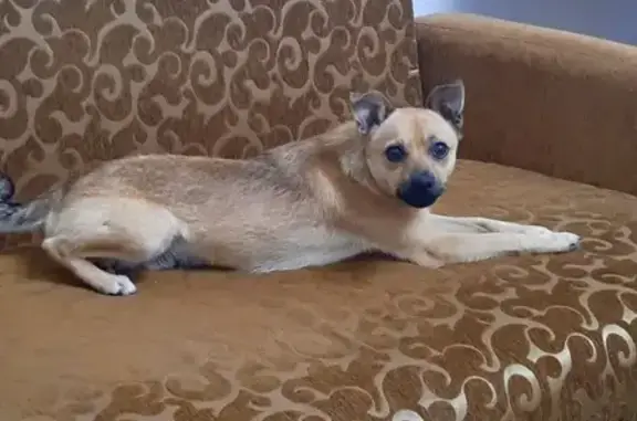 Пропала собака, ул. Мусоргского 17, Краснодар - photo