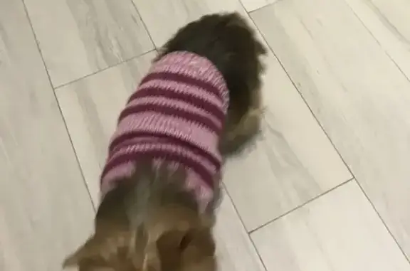 Найдена собака, Москва, фото: Йорк девочка найдена, Симферопольский бул., 9 кБ