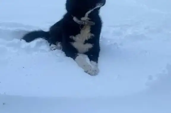Найдена собака, Балашиха, фото: Собака найдена, Школьная ул. 9, Балашиха