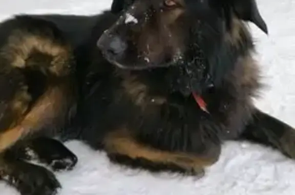 Найдена собака, Москва, фото: Собака найдена: Фестивальная ул., Москва