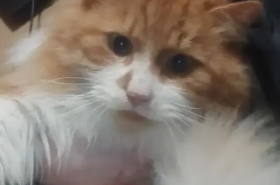 Найдена кошка, Кратово, фото: Кошка найдена: ул. Горького, 14, Кратово