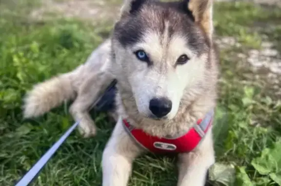 Пропала собака с разноцветными глазами, Павлово - photo