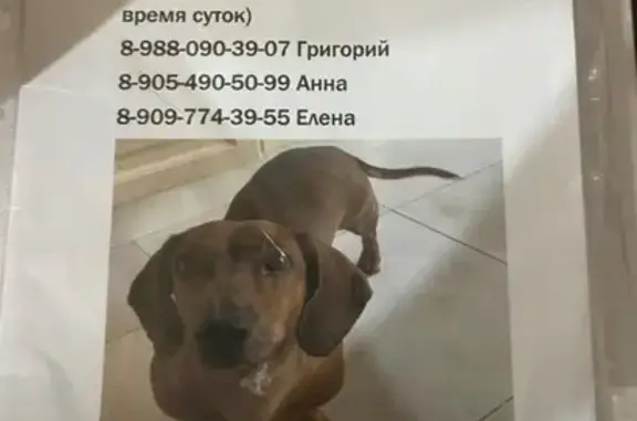 Пропала такса, девочка, Ставрополь - photo