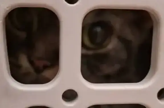 Найдена кошка, Санкт-Петербург, фото: Кошка найдена: Савушкина 127, СПб