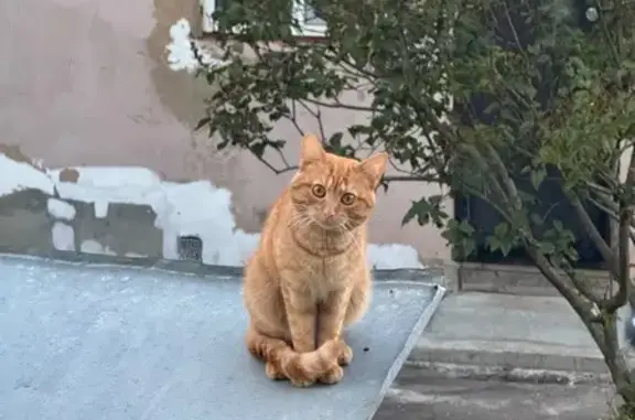 Пропала кошка Рыжий, Зарайск, Советская пл. - photo