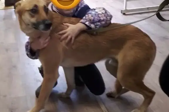 Пропала собака в Лобаново, МО - photo