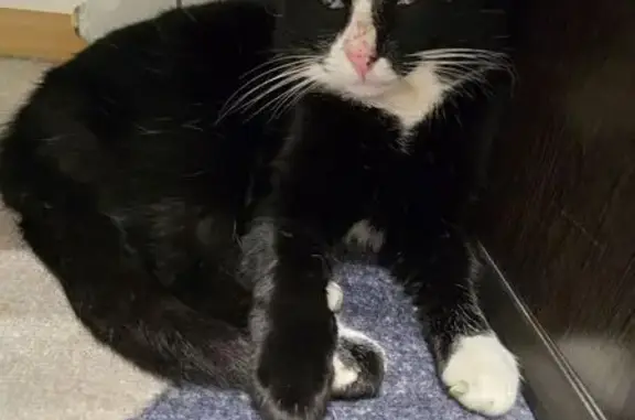 Найдена кошка, Сочи, фото: Найдена кошка, ул. Семашко 18/4, Сочи