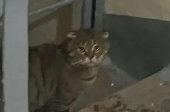 Найдена кошка, Москва, фото: Кот найден: Сиреневый бульвар, 53, Москва