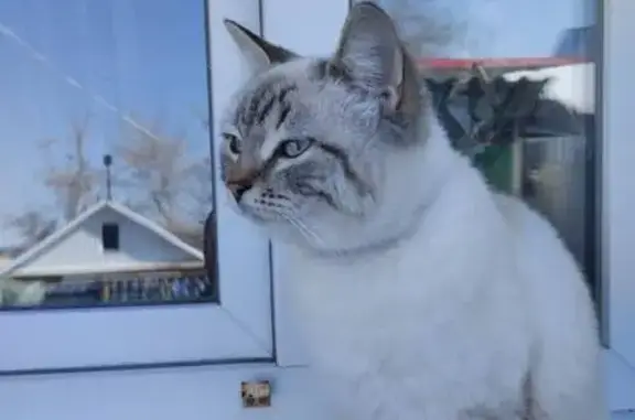 Пропал кот, Техническая ул. 10А, Саратов - photo