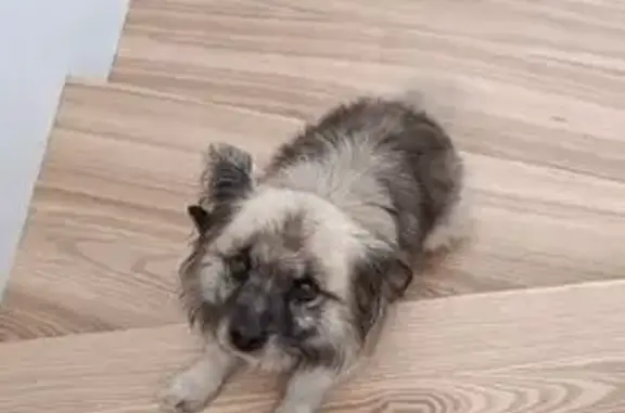 Пропала собака, Новая улица, Ставрополь - photo