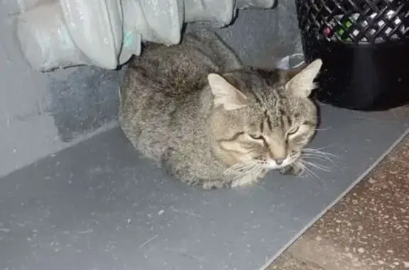 Найдена кошка, Москва, фото: Кот найден: ул. Артамонова, Москва