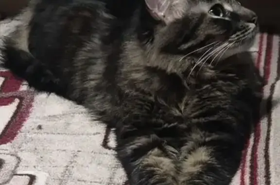 Пропала кошка, Ярославская ул., Песочное - photo