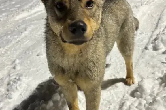 Найденные животные Клинцы, фото: Найдена собака, Клинцы, Брянская обл.