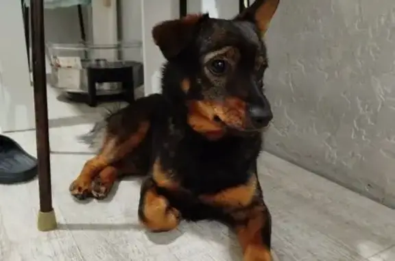 Найденные животные Оренбург, фото: Найдена собака, ул. Конституции СССР, 23