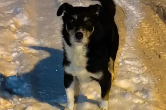 Найденные животные Клинцы, фото: Собака найдена: Клинцы, Брянская область