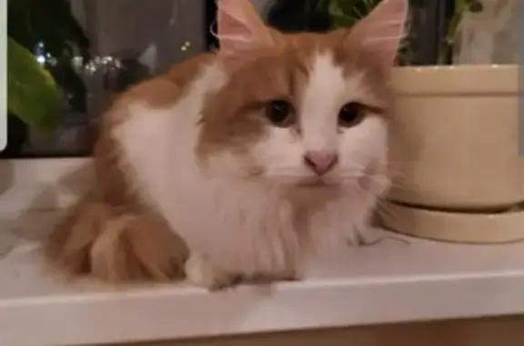 Найдена кошка, Лужники, фото: Кошка найдена: Центр. ул., 40, Лужники