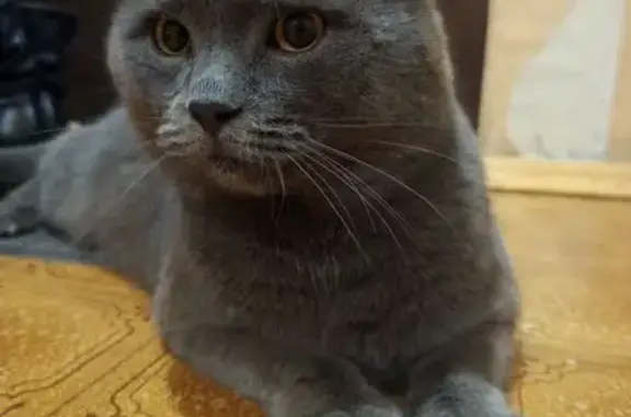 Найдена кошка, Курск, фото: Кошка найдена: Черняховского, 18А, Курск