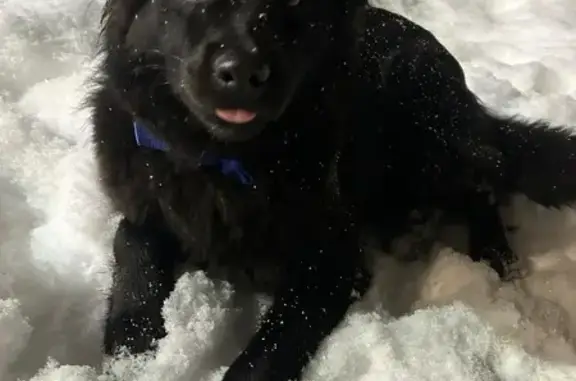Объявления о пропавших и найденных животных, Брянск, фото: Найдена собака, Брянск, Бежицкая 1 к4