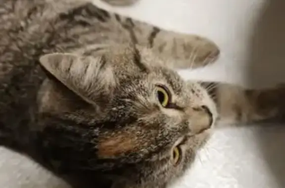 Найдена кошка, Электрогорск, фото: Кошка нуждается в помощи, Будённого 5к3