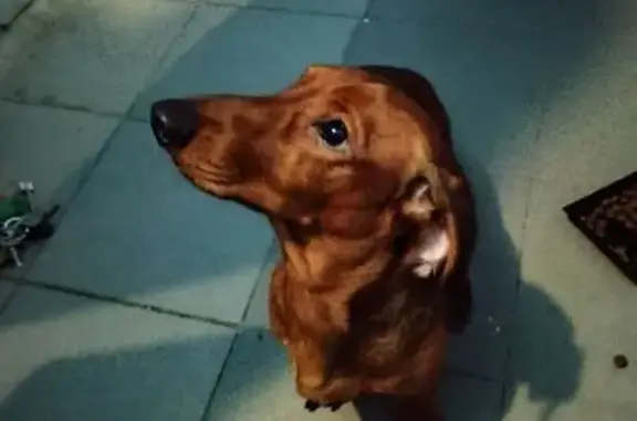 Найдена собака, Ярославль, фото: Такса найдена у 