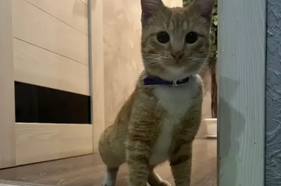 Найдена кошка, Ярославль, фото: Кошка найдена: пр. Авиаторов, 16 к2, Яр.