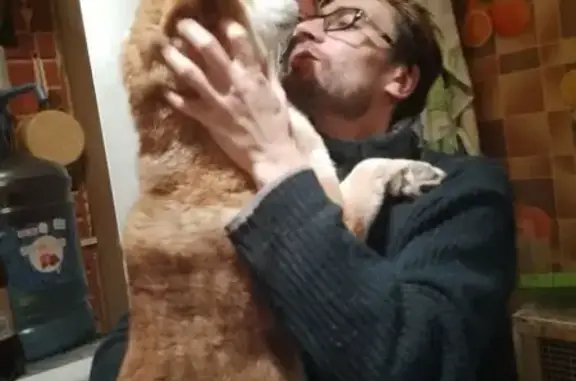 Найдена собака, Тула, фото: Собака найдена: Октябрьская ул., Тула