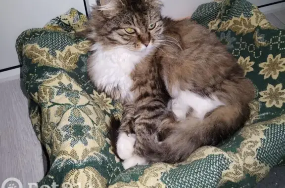 Найдена кошка, Зеленоградский, фото: Красивая кошка найдена на ул. Новаторов