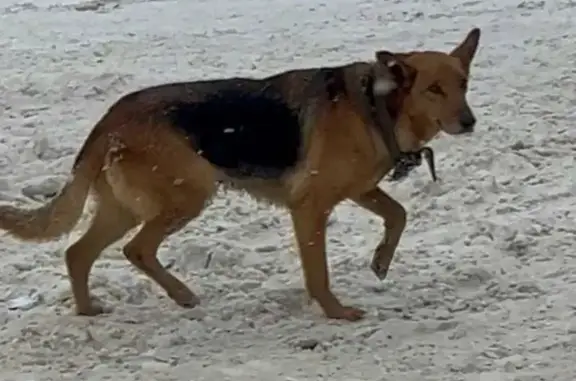 Пропала собака на ул. Демьяна Бедного, 13 - photo