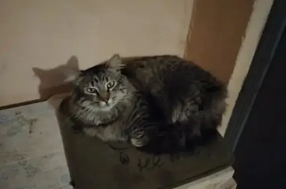 Пропала кошка, Республиканская ул. 11 - photo