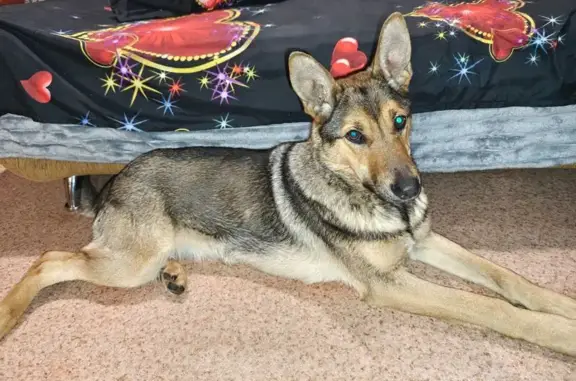 Найденные животные Томск, фото: Собака найдена на пр. Мира, 13, Томск