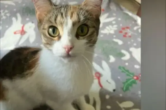 Пропала кошка, Смоленск, д. 8 - photo