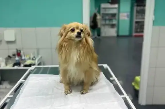 Объявления о пропавших и найденных животных, Тула, фото: Собака найдена, ул. Луначарского 76/1