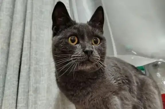 Найдена кошка, Батайск, фото: Кот найден на ул. Воровского, Батайск