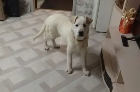 Пропала собака Арчи, ул. Шевченко, 74 - photo