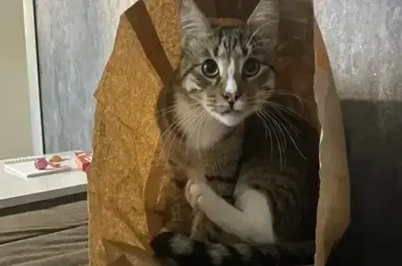 Пропала кошка, 3-я Трубецкая, 15, Ижевск - photo