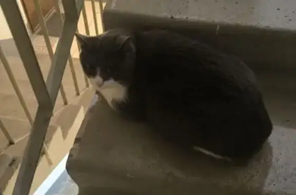 Найдена кошка, Воронеж, фото: Найдена кошка, Московский проспект, 100