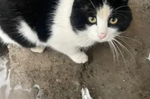 Найдена кошка, Чебоксары, фото: Кошка найдена на Горького, 11, Чебоксары