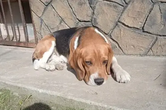 Пропала собака, Волгоград, 5 лет - photo