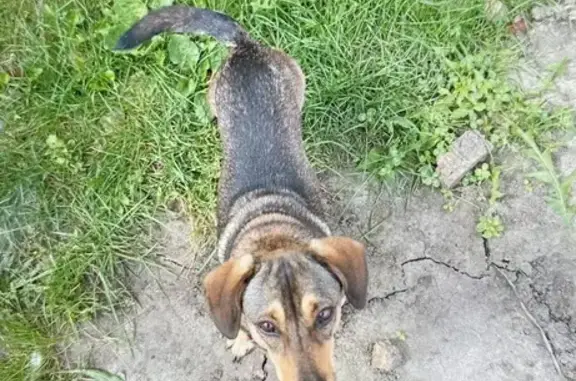 Пропала собака, Школьный пер. 1, Моршанск - photo