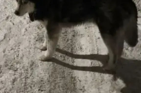 Найдена собака, Новосибирск, фото: Хаски найден на Сибиряков-Гвардейцев, 15/1